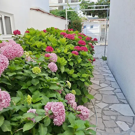 Hortenzija *